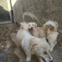 دوسگ ماده دوست داشتنی
