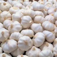 فروش سیر همدان درجه‌یک تازه و خوش‌عطرقیمت عمده
