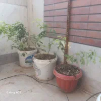 گل محمدی|گل و گیاه طبیعی|اصفهان, کوجان|دیوار