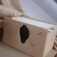 لانه طوطی عروس