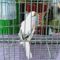 قناری ماده خوراک سهره
