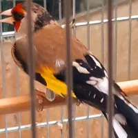 سهره سیاسر،قناری،خاکی،طوطی