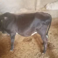 گوساله نر