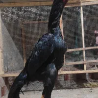 اوشامو یه تیغ مشکی
