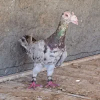 کاریر پلنگ سار زاغ سفید