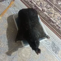 خیگ روغن
