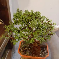گل خرفه ای بنسای بونسای(جید) نیکولای بابا آدم