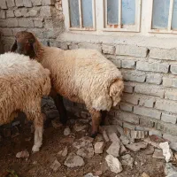 بره|حیوانات مزرعه|بجنورد, |دیوار