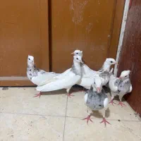 طوقی الماسی