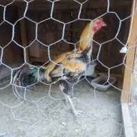 فروش خروس لاری