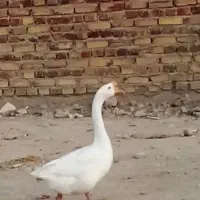 قو غاز سفید
