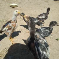 جوجه لاری سالم سلامت