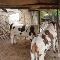 دو عدد سمینتال نر
