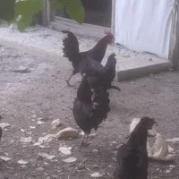 خروس سیاه جوان بسیار زیبا