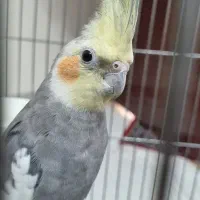 عروس هلندی نر