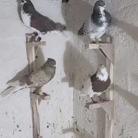 کفتر