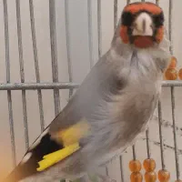 سهره کرمونی اصیل