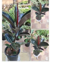 بریم به استقبال عید باطراوت گل‌های ارزان وباکیفیت