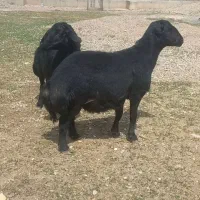 حیوانات مزرعه