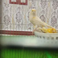 قناری نر وماده