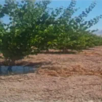 زمین-باغ-شهری-1000-متری-مرودشت