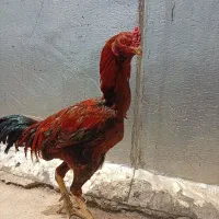 خروس لاری اصیل ریش افغان