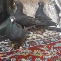 کفترآلمانی همه نرقلدرضدخوردی جوان شهرستانی زات دار