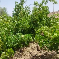 فروش باغ زمین کشاورزی