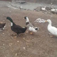 اوردک