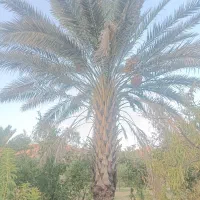 نخل زینتی ثمری و ساحلی مستقیم