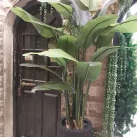 درختچه نخل مسافر