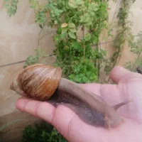 واگذاری