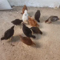 جوجه مرغ بومی