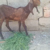 بزگاله نر‌پنچاپی