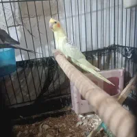 عروس هلندی جوجه