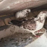 کفتر|پرنده|زنجان, |دیوار