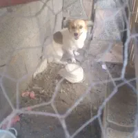 سگ‌باهوش