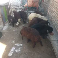 ۵عدد بره افشار