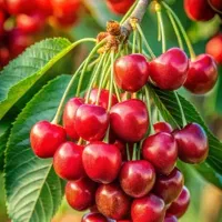 مزایده ۱۲۰۰۰ متر باغ در لم آباد