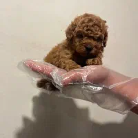 توی پودل / مینیاتور پودل