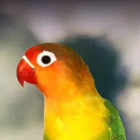 طوطی برزیلی فیشر