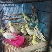 پرنده|پرنده|خرمشهر, |دیوار