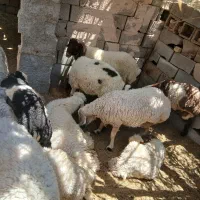 بره نر درجه یک