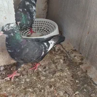 فروش