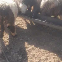 میش بره