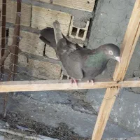 ماده اصفهانی
