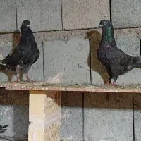 کفتر گره|پرنده|میناب, |دیوار