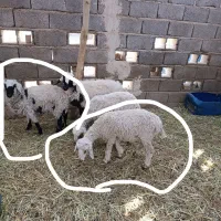 فروش دوعد گوسفند کاور