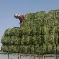 پرس سبز