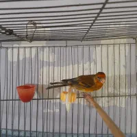 سهره قناری سرخ